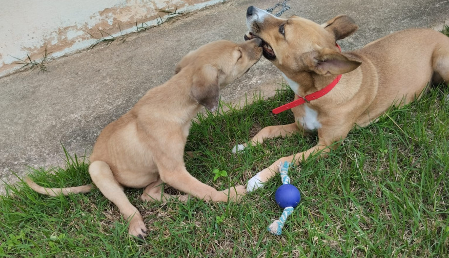Lei define guarda compartilhada de pets; veja detalhes