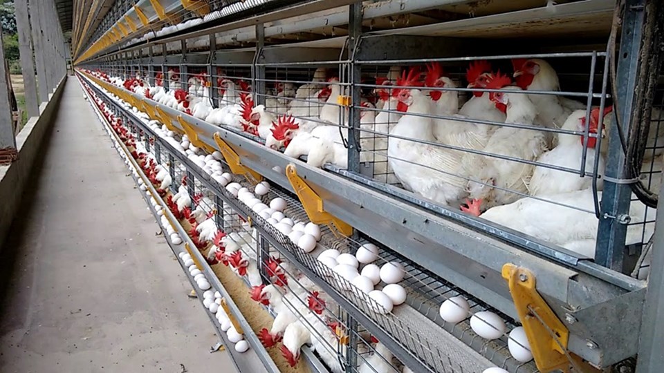 145 ovos por segundo: Espírito Santo impressiona com ritmo da produção