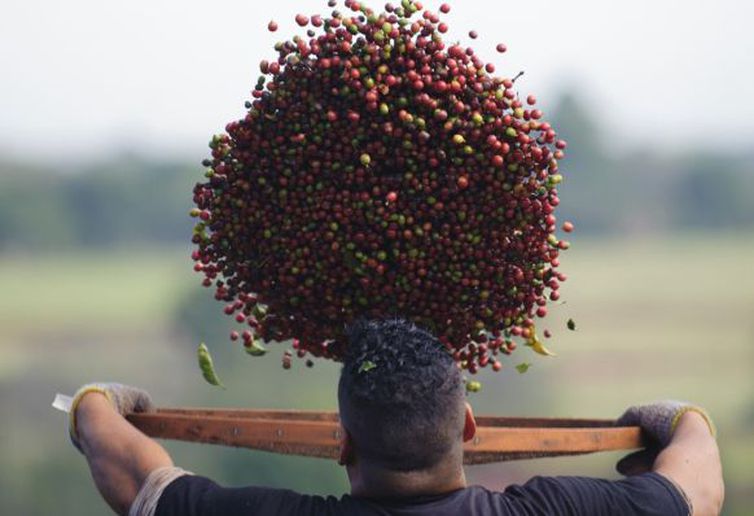 Exportações de café pelo Espírito Santo em 2026 já superam todo o volume exportado em 2025
