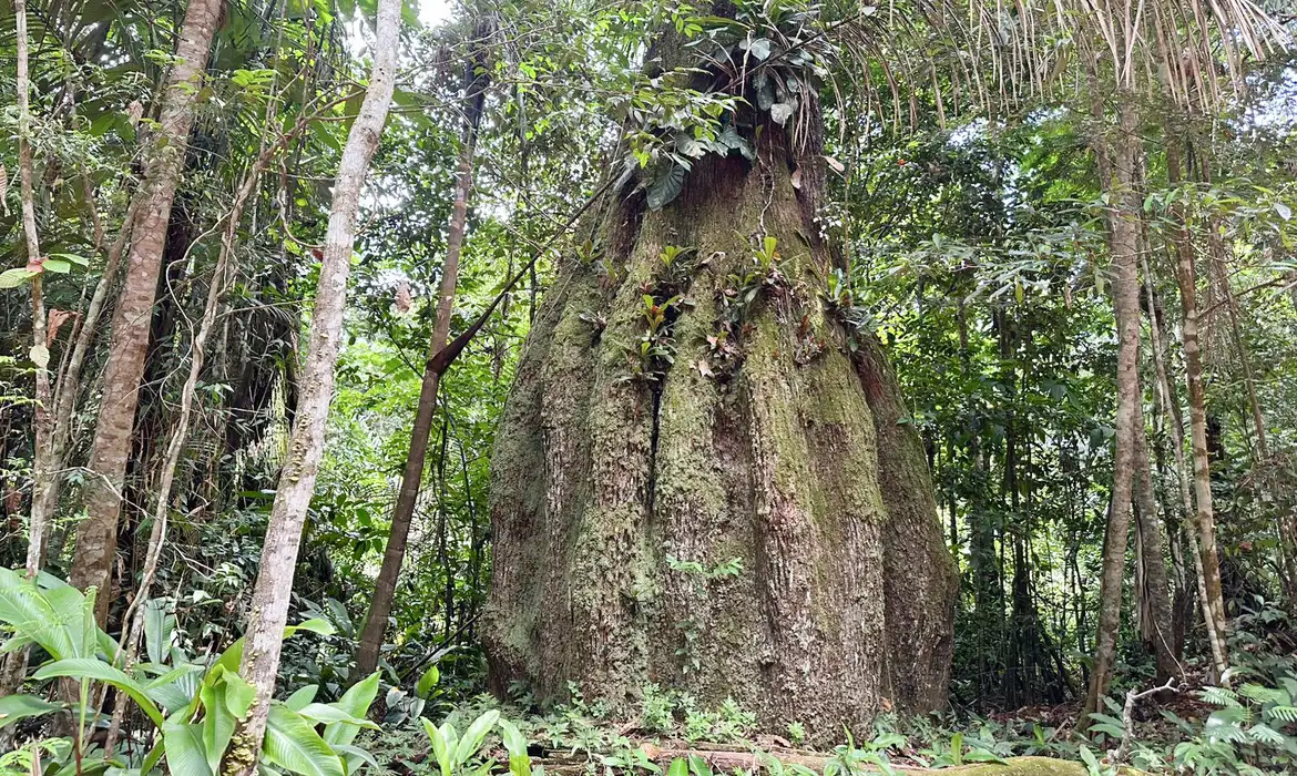 Congresso terá sete em cada dez parlamentares contra agenda ambiental